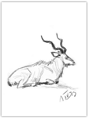 samiec antylopy kudu