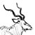 samiec antylopy kudu