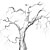 topola bia�a